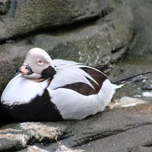 Long-tailed duck