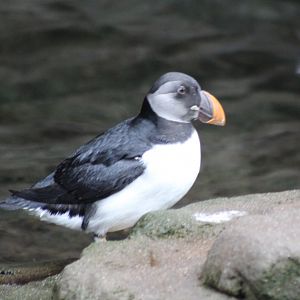 Puffin