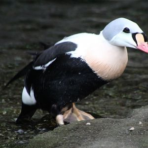 King eider