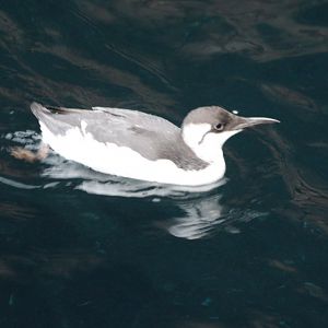 Common guillemot