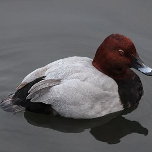 Common pochard