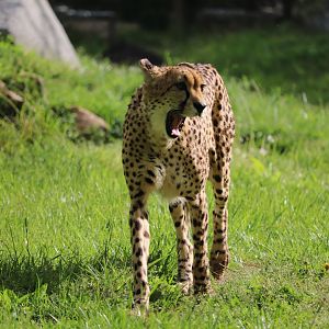 Cheetah Conservation Station - Cheetah