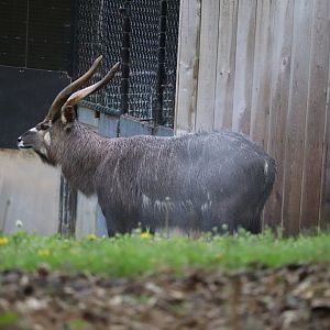 Cheetah Conservation Station - Sitatunga - Waylon Getting Misted
