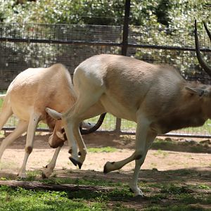 Cheetah Conservation Station - Addax