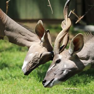 Cheetah Conservation Station - Lesser Kudu - Father-Son Bonding