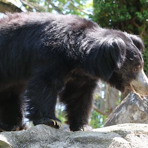 Asia Trail - Sloth Bear