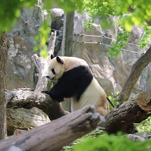 Asia Trail - Giant Panda - Tian Tian