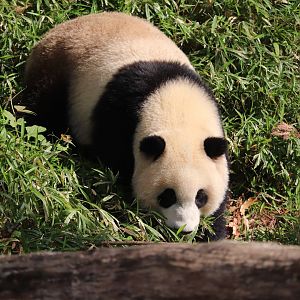 Asia Trail - Giant Panda - Xiao Qi Ji