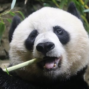 Asia Trail - Giant Panda - Mei Xiang