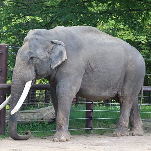 Elephant Trails - Asian Elephant - Spike