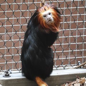 Small Mammal House - Golden-Headed Lion Tamarin
