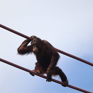 Great Ape House - Bornean Orangutan - Redd Traveling the O-Line