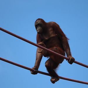 Great Ape House - Bornean Orangutan - Batang Traveling the O-Line
