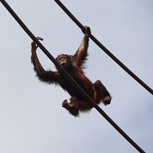 Great Ape House - Bornean Orangutan - Redd Traveling the O-Line