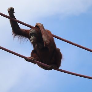Great Ape House - Bornean Orangutan - Batang Traveling the O-Line