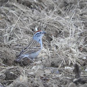Chipping Sparrow