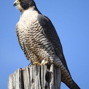 Peregrine Falcon