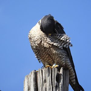 Preening Peregrine
