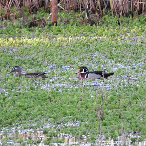 Wood Duck pair