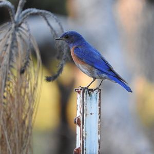 Western Bluebird male
