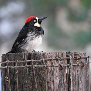 Acorn Woodpecker