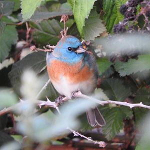 Lazuli Bunting male