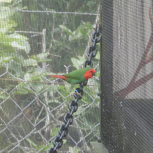 Red Faced Parrotfinch