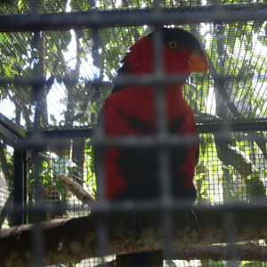 Purple-Naped Lory