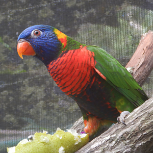 Coconut Lorikeet
