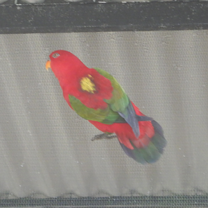 Chattering Lory