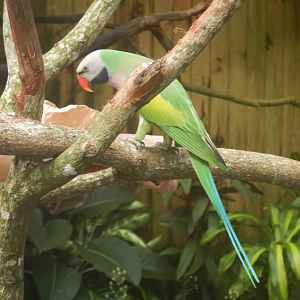 Red-Breasted Parakeet