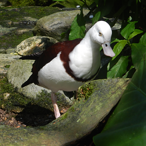 Radjah Shelduck