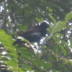 Victoria's Riflebird