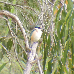 Sacred Kingfisher