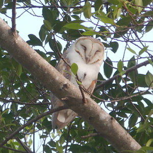 Eastern Barn Owl