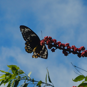 Cairns Birdwing