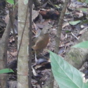 Rufous Shrikethrush