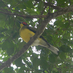 Australasian Figbird