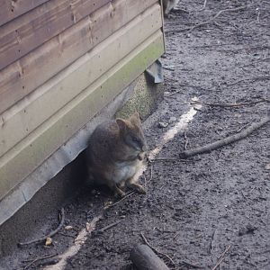 Parma? Wallaby- Hamerton Zoo Park 6/3/2022