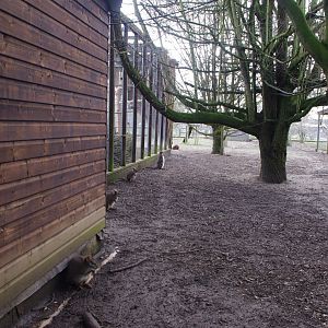 Parma? Wallabies- Hamerton Zoo Park 6/3/2022