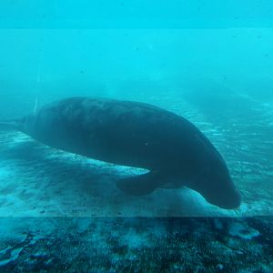 African manatee