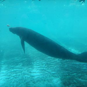 African manatee