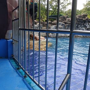 Walrus Mother & Baby