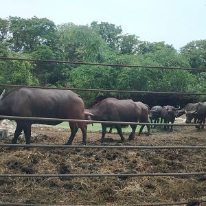 African buffalo ? Asian water buffalo ?