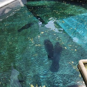 African manatee  TOP VIEW