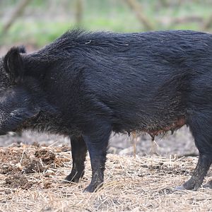 Wild boar