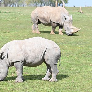 White Rhino calf
