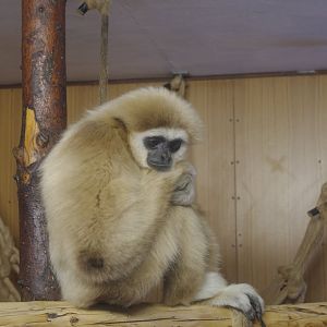 Lar Gibbon- Hamerton Zoo Park 6/3/2022