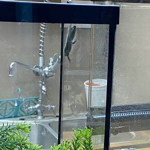 Gecko at Lupa zoo, ID?