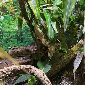 Chameleon riverside reptiles, ID?